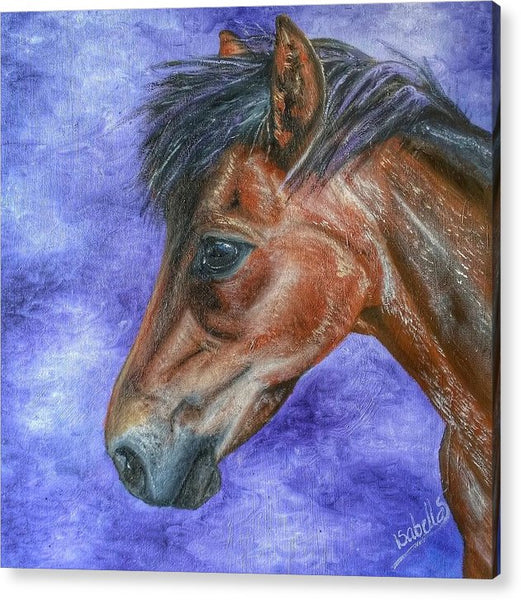 Portrait Of A Pony - Acrylic Print