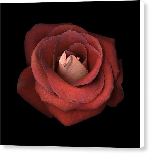 Red Rose - Canvas Print