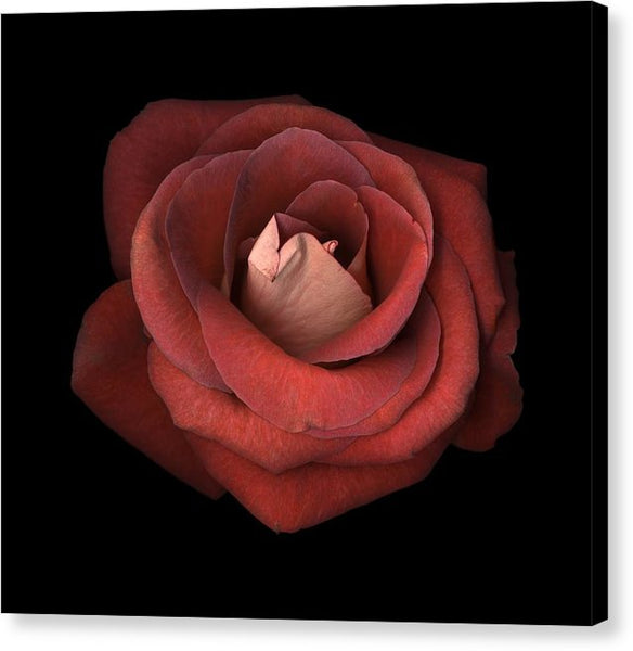Red Rose - Canvas Print