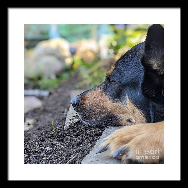 Sleep in the Garden - Framed Print