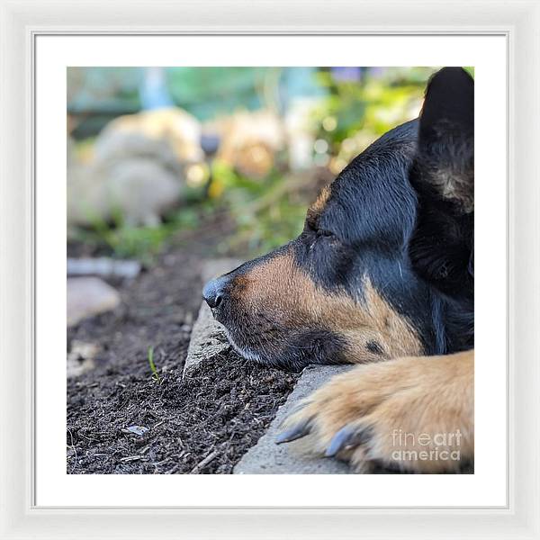 Sleep in the Garden - Framed Print