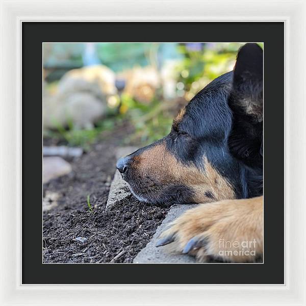 Sleep in the Garden - Framed Print
