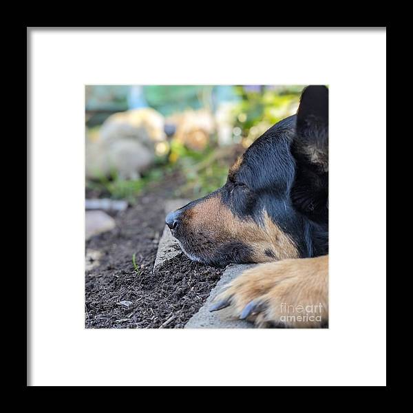 Sleep in the Garden - Framed Print