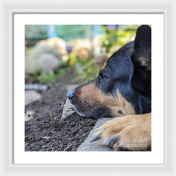 Sleep in the Garden - Framed Print