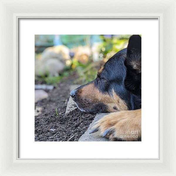 Sleep in the Garden - Framed Print