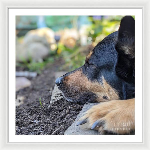 Sleep in the Garden - Framed Print