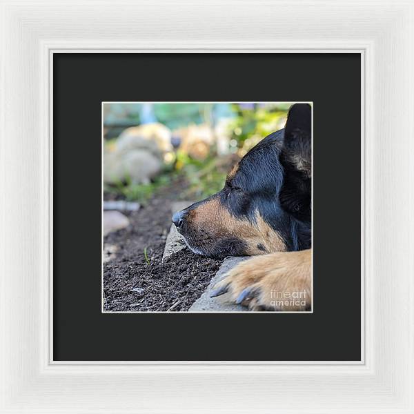 Sleep in the Garden - Framed Print
