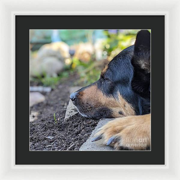 Sleep in the Garden - Framed Print