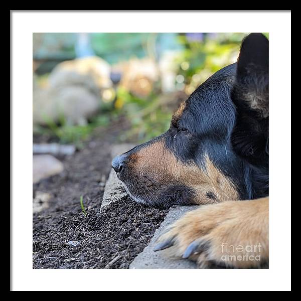 Sleep in the Garden - Framed Print