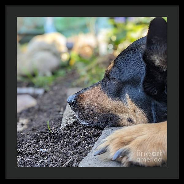 Sleep in the Garden - Framed Print