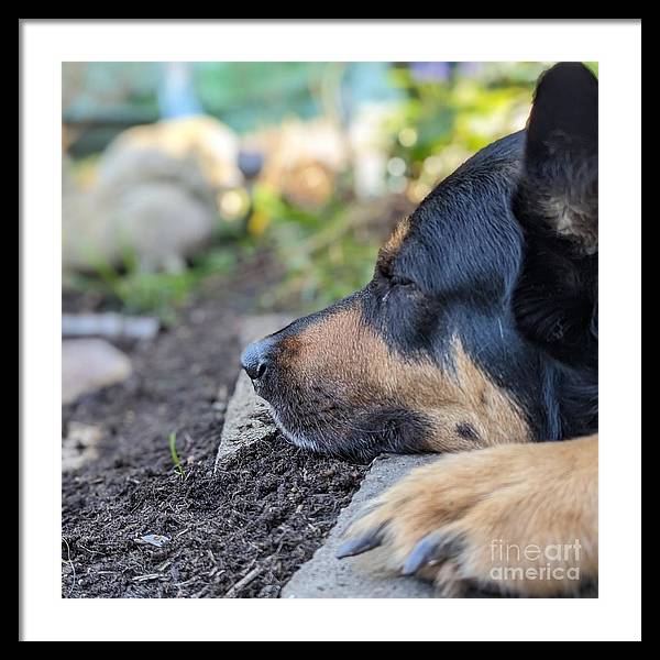 Sleep in the Garden - Framed Print
