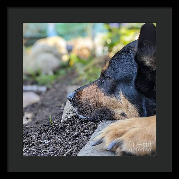 Sleep in the Garden - Framed Print