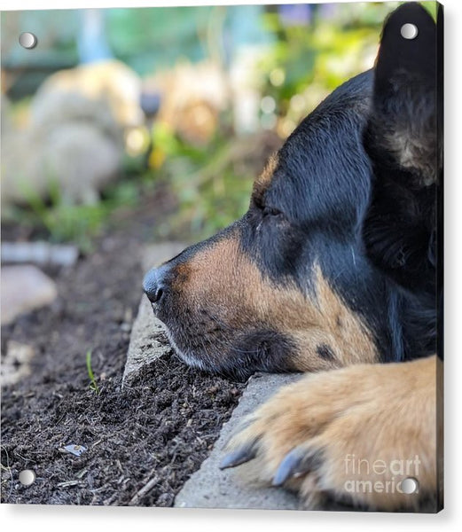 Sleep in the Garden - Acrylic Print
