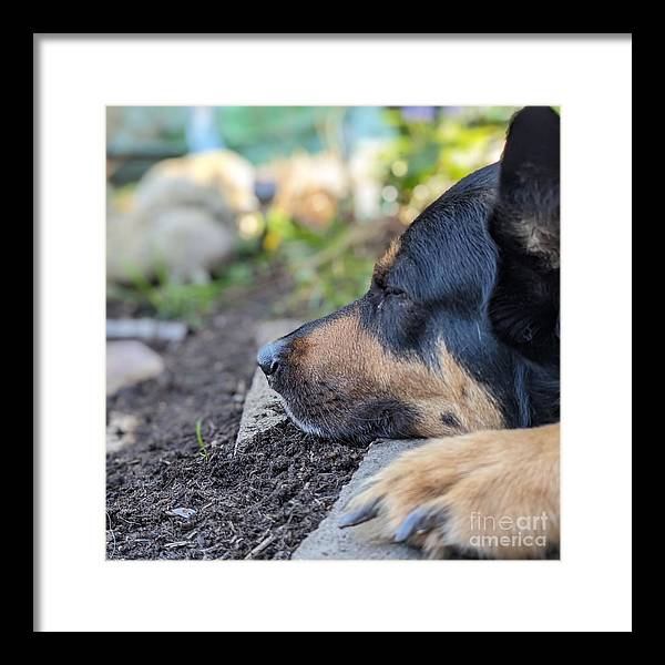 Sleep in the Garden - Framed Print