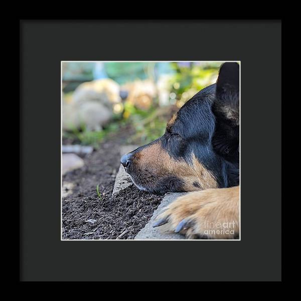Sleep in the Garden - Framed Print