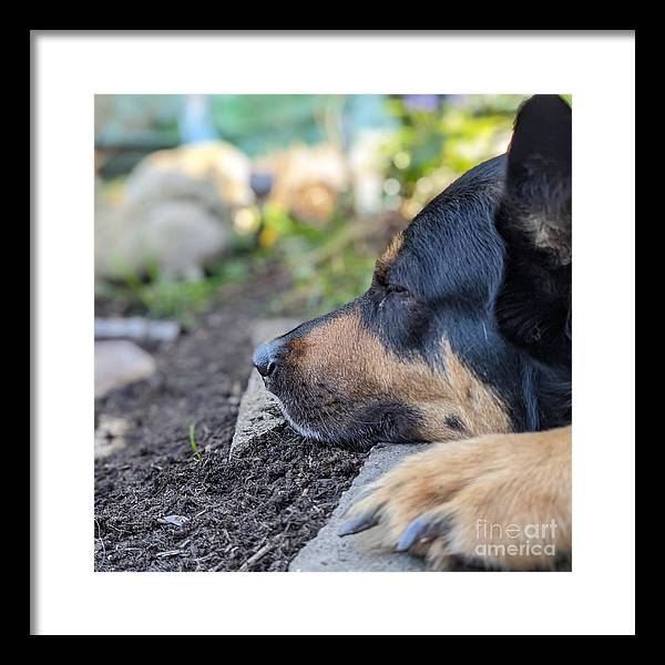 Sleep in the Garden - Framed Print