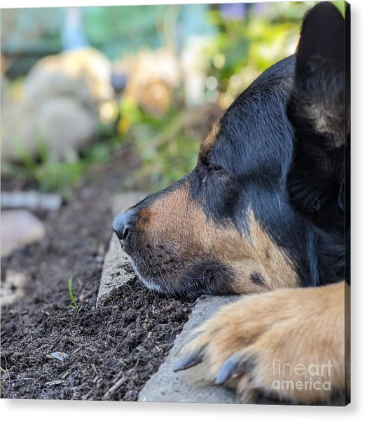 Sleep in the Garden - Acrylic Print