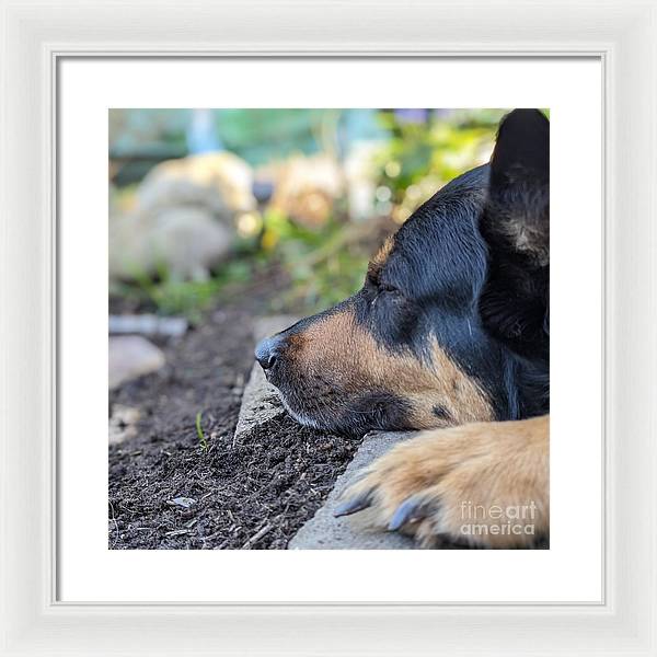 Sleep in the Garden - Framed Print