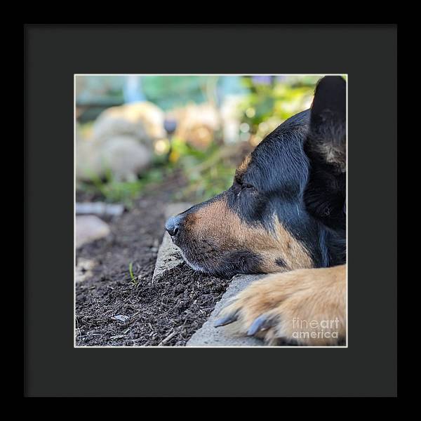 Sleep in the Garden - Framed Print