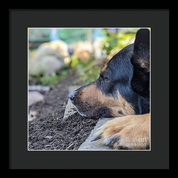 Sleep in the Garden - Framed Print