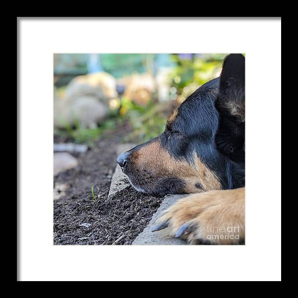 Sleep in the Garden - Framed Print