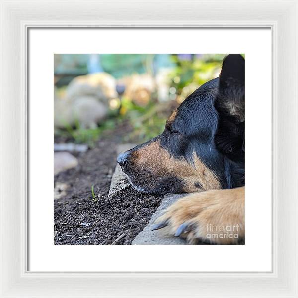 Sleep in the Garden - Framed Print