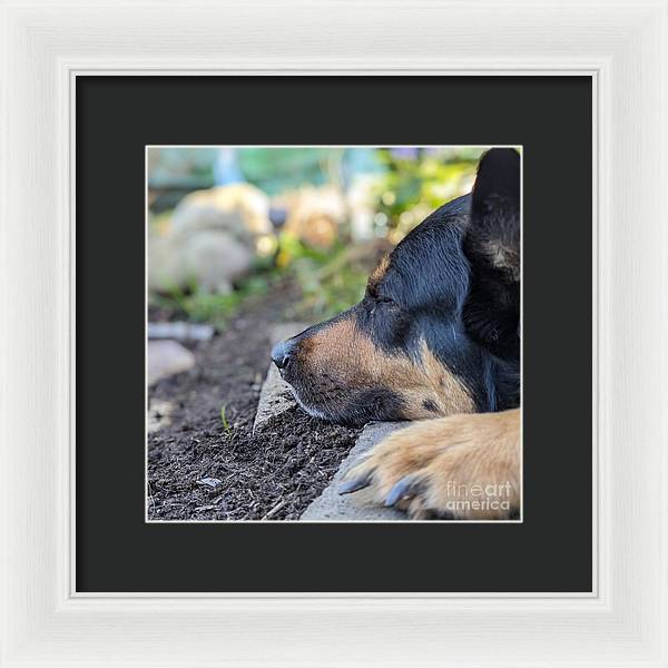 Sleep in the Garden - Framed Print