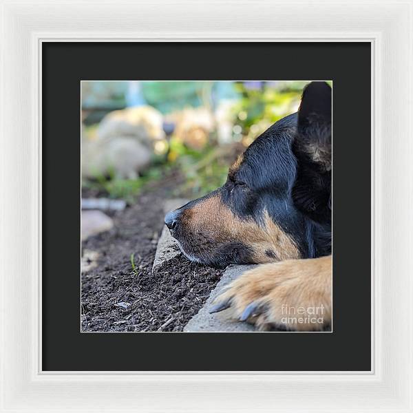 Sleep in the Garden - Framed Print