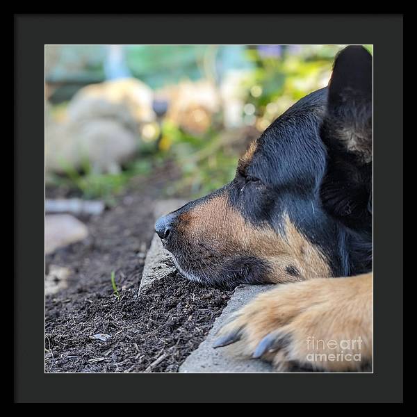 Sleep in the Garden - Framed Print