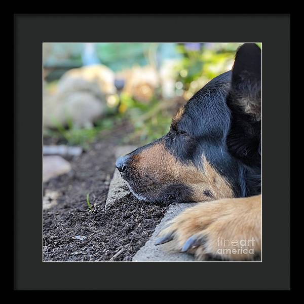 Sleep in the Garden - Framed Print