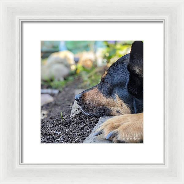 Sleep in the Garden - Framed Print