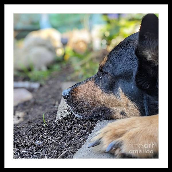Sleep in the Garden - Framed Print