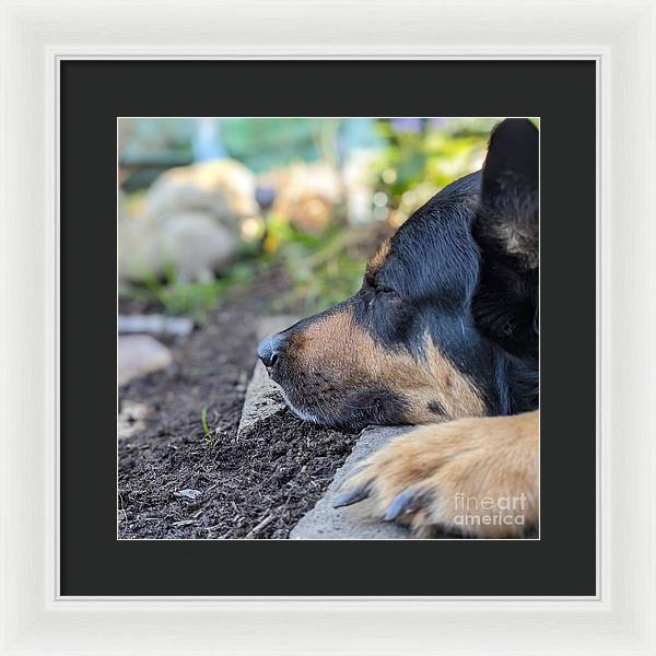 Sleep in the Garden - Framed Print