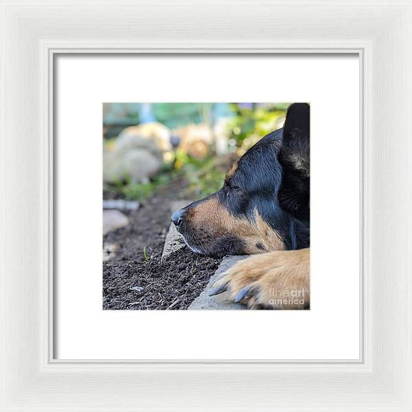 Sleep in the Garden - Framed Print