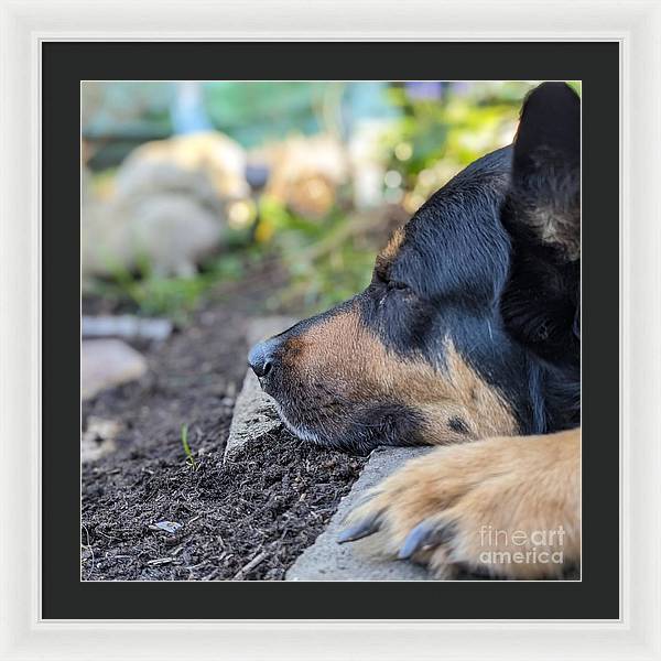 Sleep in the Garden - Framed Print