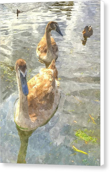 The Two Cygnets - Canvas Print