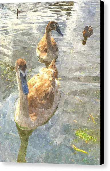 The Two Cygnets - Canvas Print