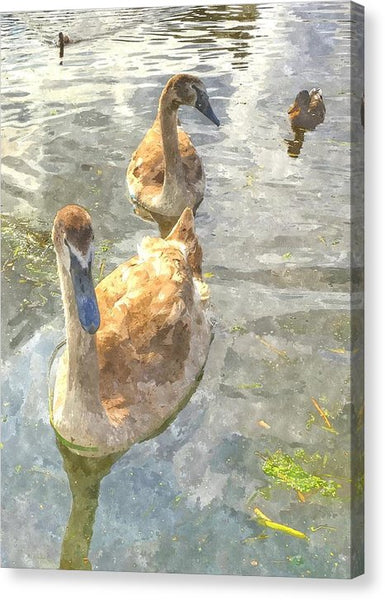 The Two Cygnets - Canvas Print