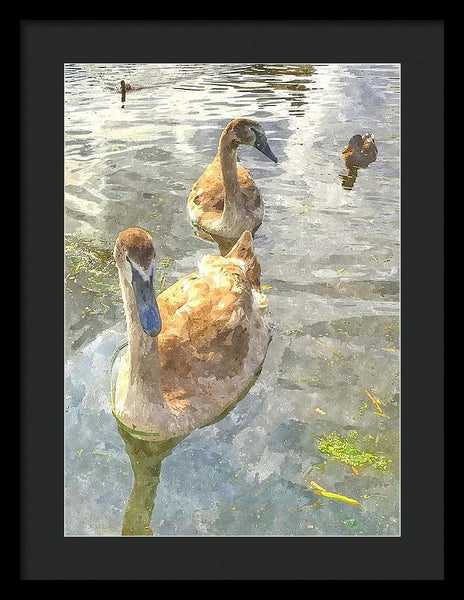 The Two Cygnets - Framed Print