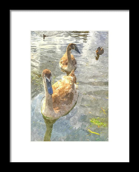 The Two Cygnets - Framed Print