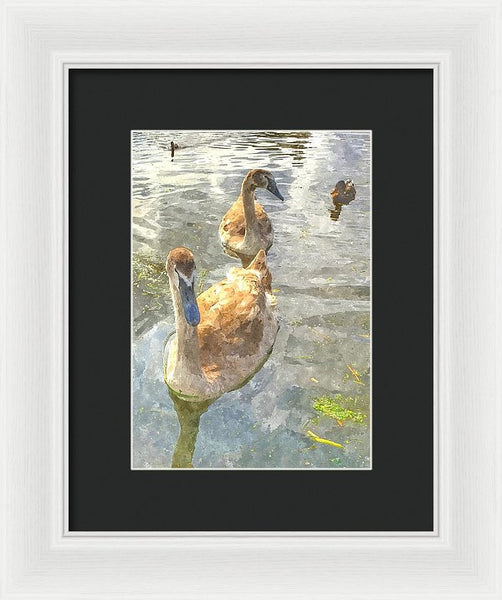 The Two Cygnets - Framed Print