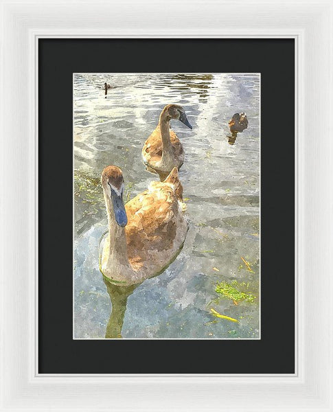 The Two Cygnets - Framed Print