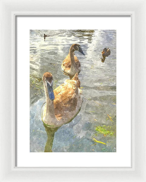The Two Cygnets - Framed Print