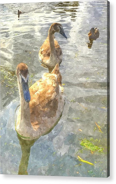 The Two Cygnets - Acrylic Print