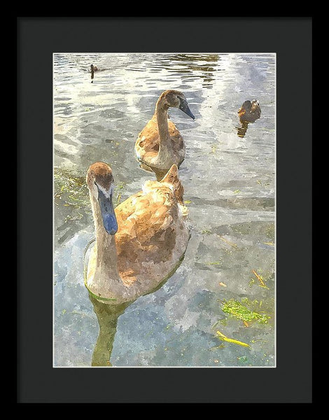 The Two Cygnets - Framed Print