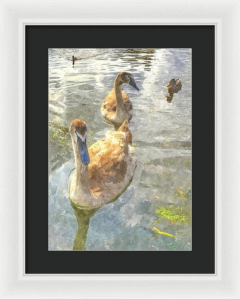 The Two Cygnets - Framed Print