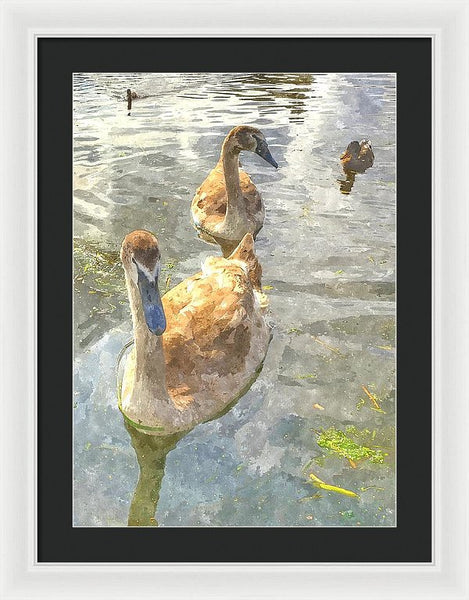 The Two Cygnets - Framed Print