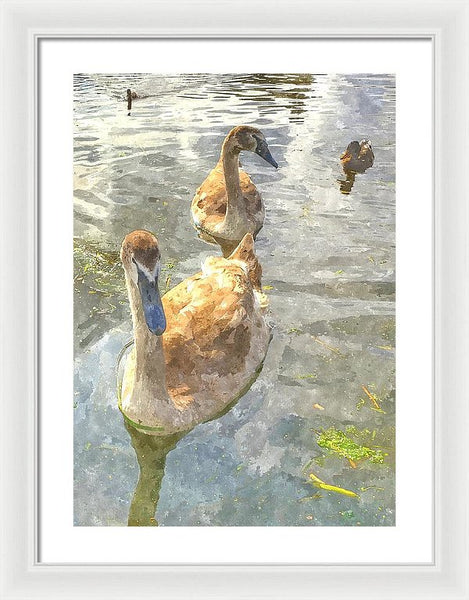 The Two Cygnets - Framed Print