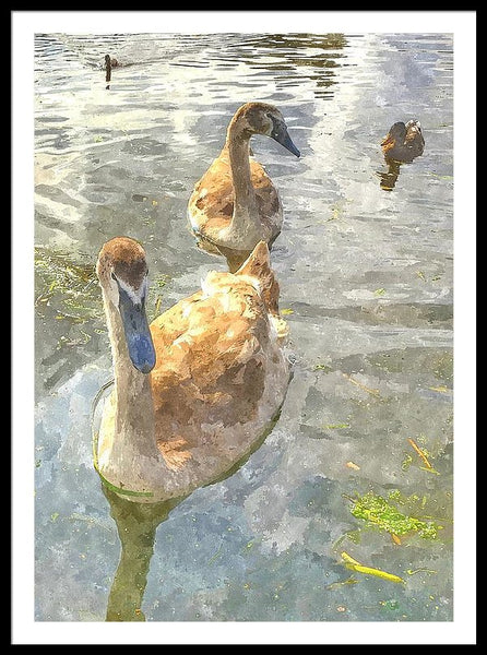 The Two Cygnets - Framed Print