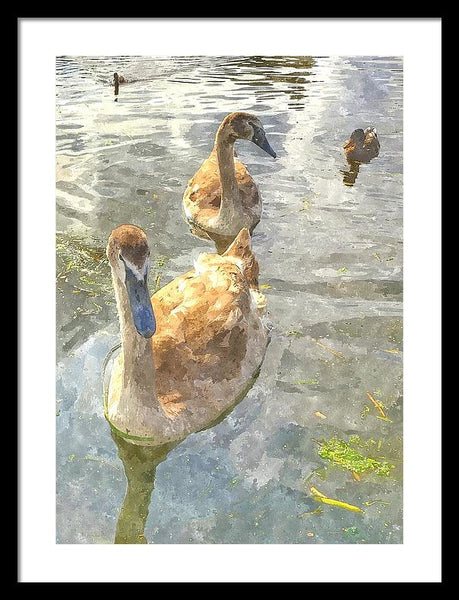 The Two Cygnets - Framed Print